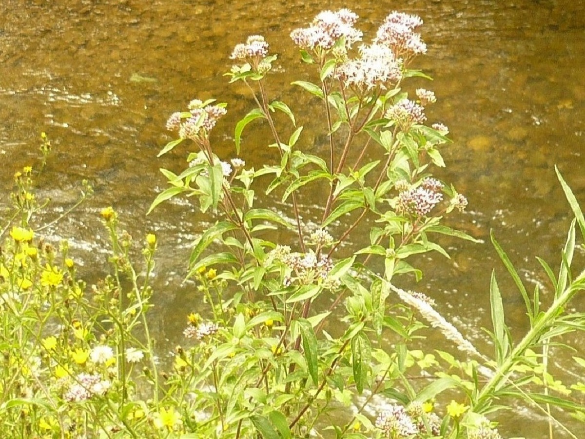 Eupatorium cannabinum subsp. cannabinum (Asteraceae)